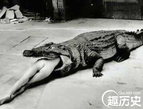 古代下流刑法怎样用动物处死囚犯？十大动物行刑