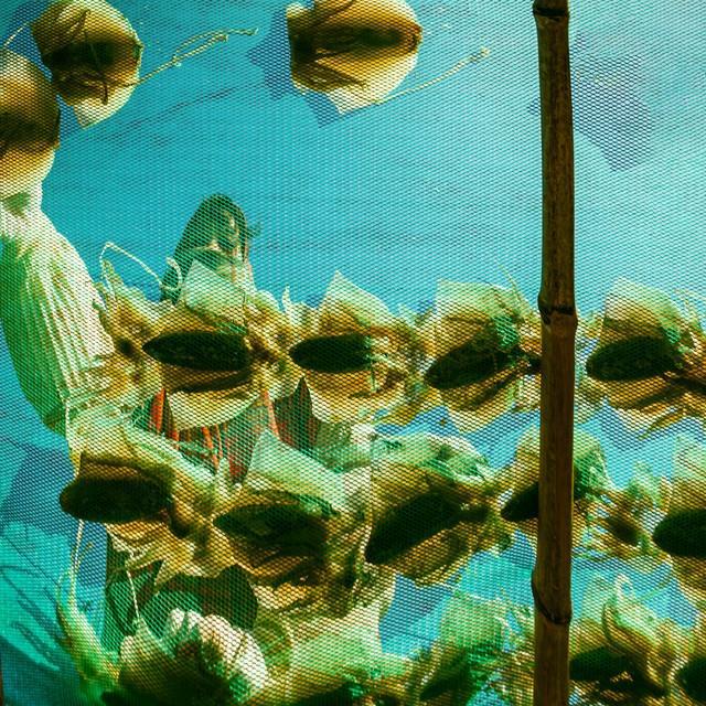 属鸡人今天的运气爆棚