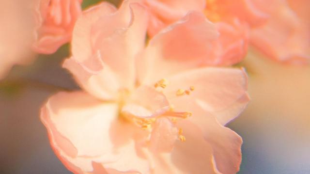 与双鱼座建立信任的全过程以及建议

双鱼座是一个非常敏感和情感丰富的星座，建立信任对于他们来说至关重要。以下是与双鱼座建立信任的几个关键步骤和建议：

1. 尊重他们的感受和隐私：双鱼座非常关注自己的情感和内心世界，因此在与他们相处时要尊重他们的感受和隐私。不要迫使他们表露自己不愿意分享的事情，而是给予他们时间和空间来自愿地打开自己。

2. 倾听和理解：双鱼座倾向于细腻的感受力和深入的思考。与他们建立信任的一个重要步骤是倾听他们的想法和感受，并尽可能地理解他们的观点。表达对他们的理解和支持，让他们感到被