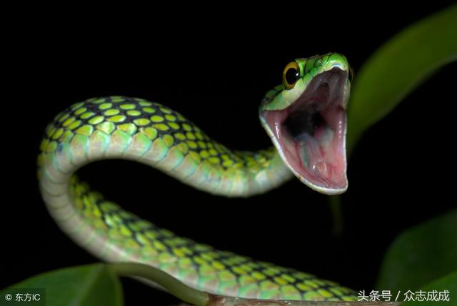 深夜噩梦：被蛇咬，是一种勇敢面对危险的象征