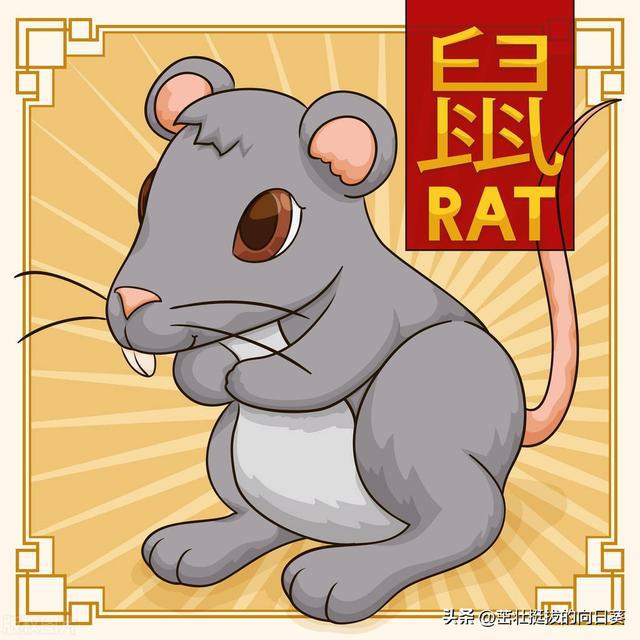 生肖鼠：解读12个属鼠人的性格特点和命运奥秘！