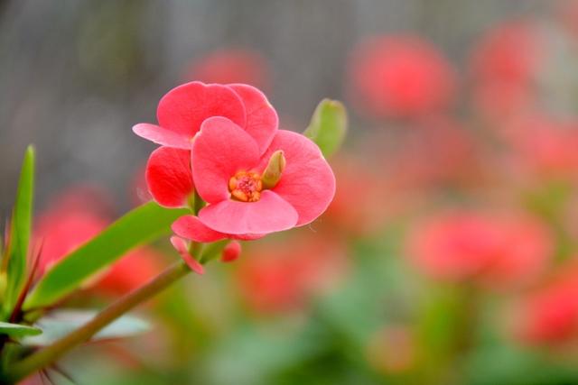 如何让天秤座倾心于你？掌握这些小技巧！