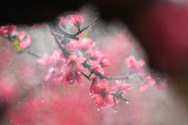 心系妻子，专宠一人！4大专一生肖男！