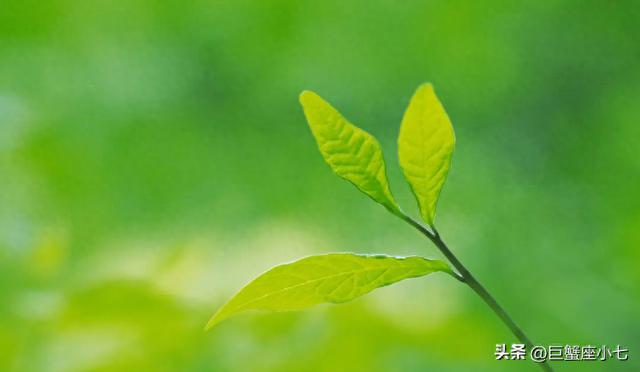 白羊座：傻白甜與詭計王的完美結合，魅力無限，幸運之星閃耀