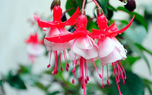 摩羯座的弱点揭秘：你知道吗？