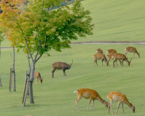 射手座的弱点是什么？如何克服这些弱点，让自己变得更强大？