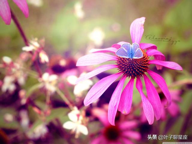 双鱼座矛盾心理的三个星座