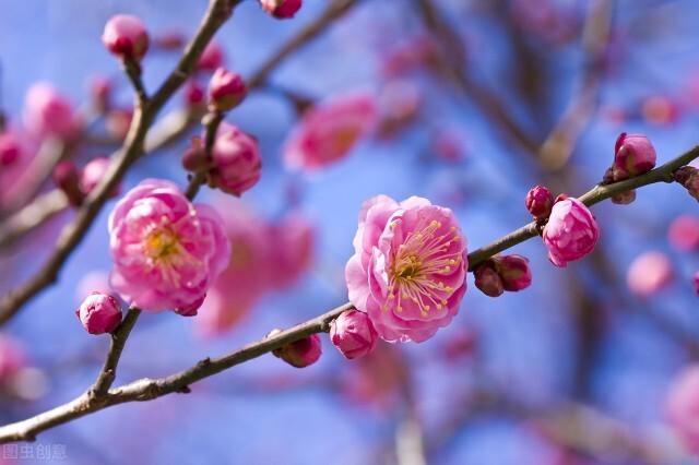 李清照經典詠梅詞:獨領風騷不與群花比,千古名篇待細賞