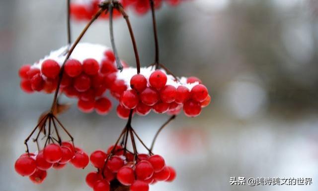 王维“红豆生南方”藏二面,意思截然不同