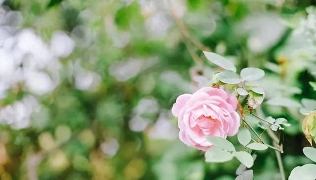 头脑超群的三大星座,外貌普通但魅力却高,智商压倒性优势