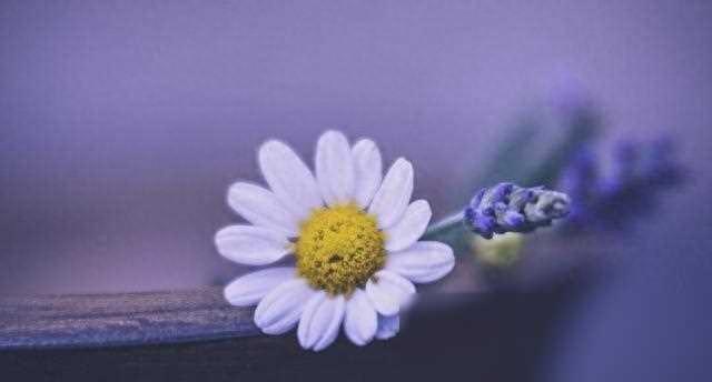 易受情绪左右的星座：双鱼座