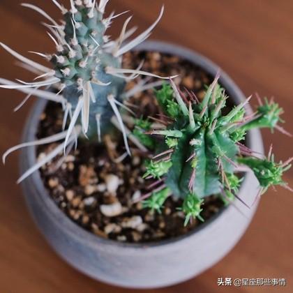 十二星座搭配中最危險的組合！