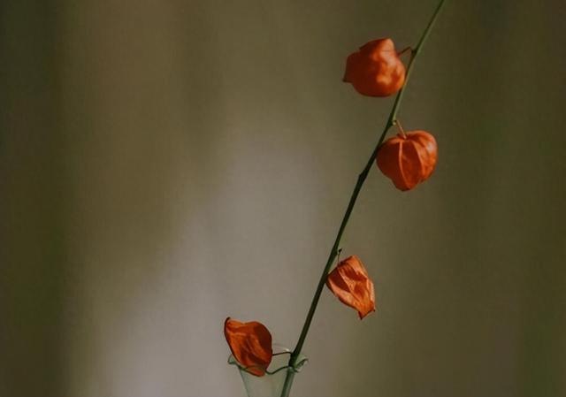 修改建议：
4星座女性的温柔甜美，内心的柔软可爱才是最迷人的特质