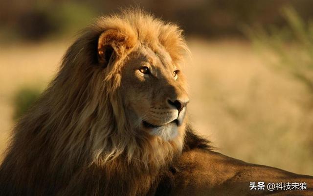 狮子竟然在“十大最臭动物”名单上，猫科动物难道不是爱干净的吗？