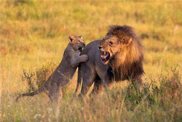 南非幼狮顽皮地爬上爸爸背部玩耍，遭受“呵斥”表情震惊