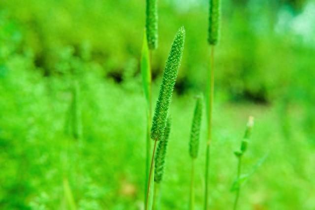 爱情中容易心软的几大星座