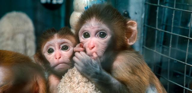 南非108头狮子遭虐待！脱毛憔悴，生活状况堪比猪，为何如此残忍？