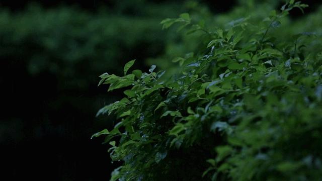 白居易：一个人一生只有一个爱情，但可以欢喜多人