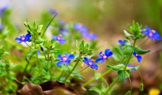 那三个星座，与狮子座最不匹配，一起必分手