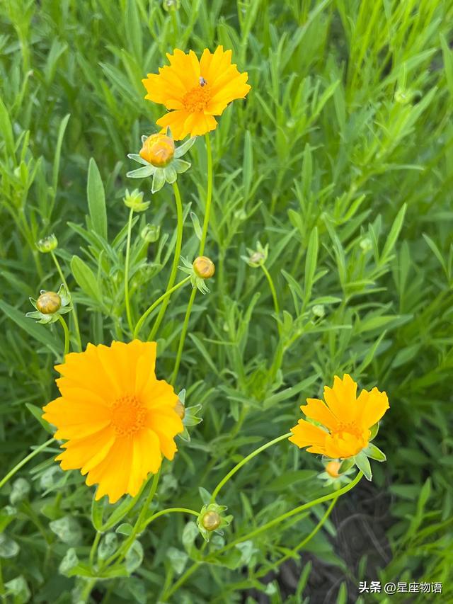 双子座的双重性格:你愿意尝试吗?