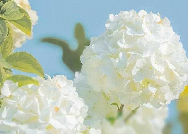 星座解析：升星座详解