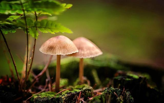 双鱼座的择偶观：浪漫、敏感又理想主义