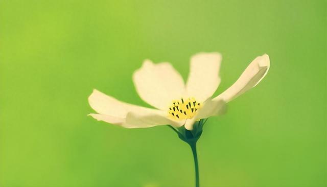 金牛座:难以割舍的倔强心灵,执拗在柔软与坚定间徘徊