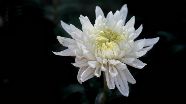 狮子座:吃软不吃硬,懂得对心上人服软,个性魅力好哄