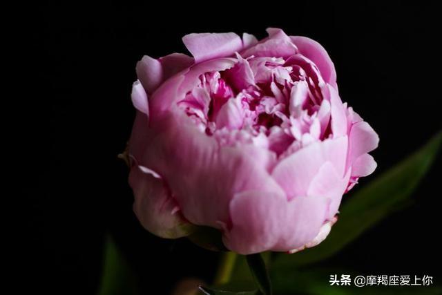 射手座终于不再爱你