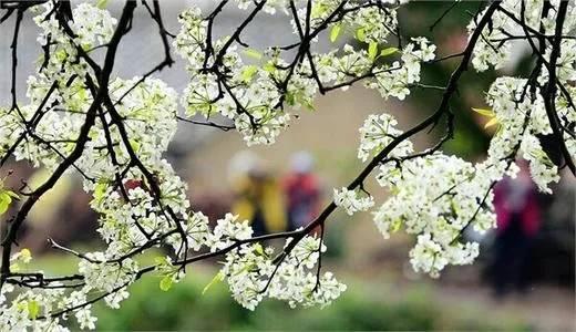 梨花飘落，春又来临：宋诗大家梅尧臣的20首诗藏