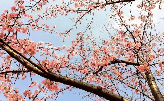 春飞花令：唐代诗人杜甫诗句