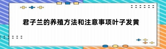 如何正确养殖君子兰及注意事项推荐