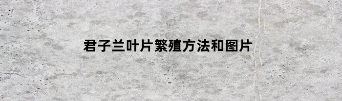 君子兰叶片养殖方法详解（附图片）