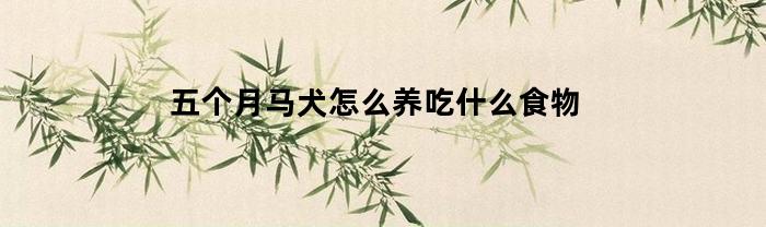 五個月馬犬怎么養(yǎng)？吃哪些食物
