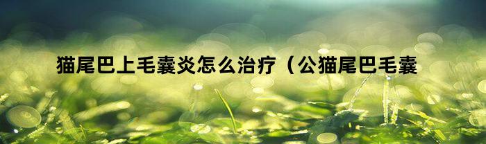 如何治療貓尾毛囊炎(如何治療公貓尾毛囊炎)