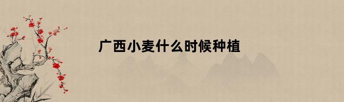 廣西小麥?zhǔn)窃谑裁磿r(shí)候種植的？