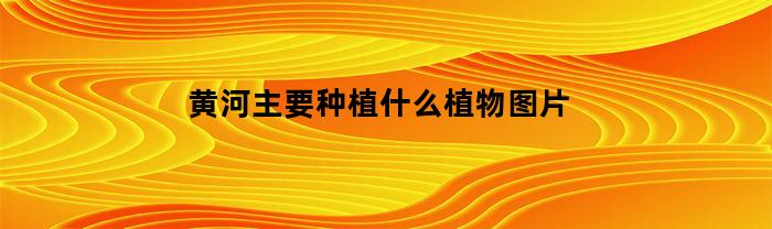 黃河主要種植什么植物？圖片